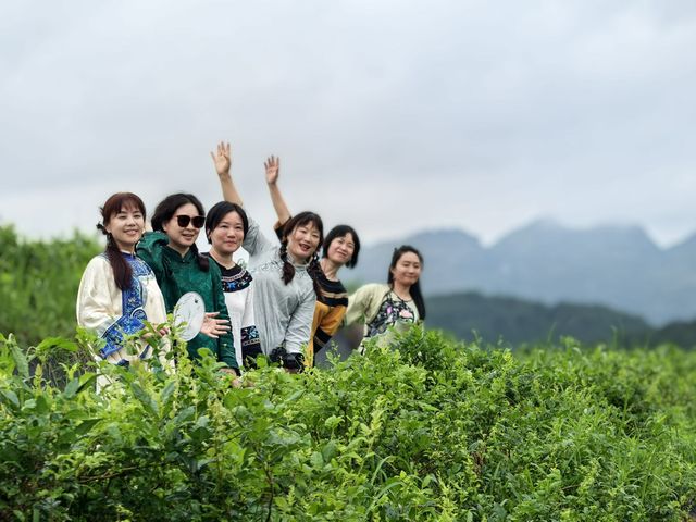 誤入小葉藤茶仙境！被這片綠意深深吸引