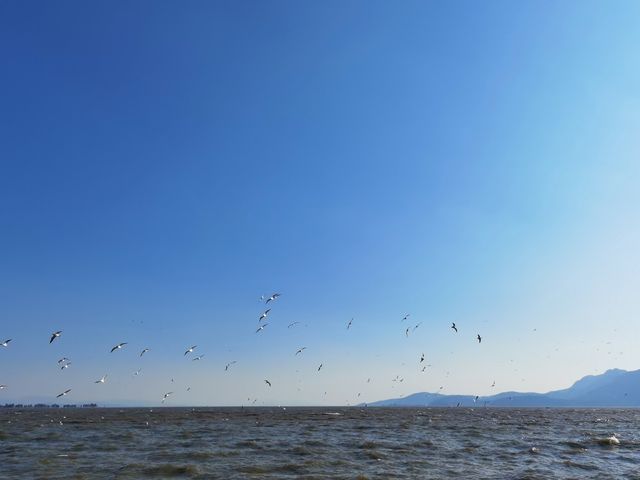 昆明漫遊｜滇池畔邂逅紅嘴鷗，春日花海暴走指南！  必去理由 滇池頂流！西伯利亞精靈來赴約啦～ 