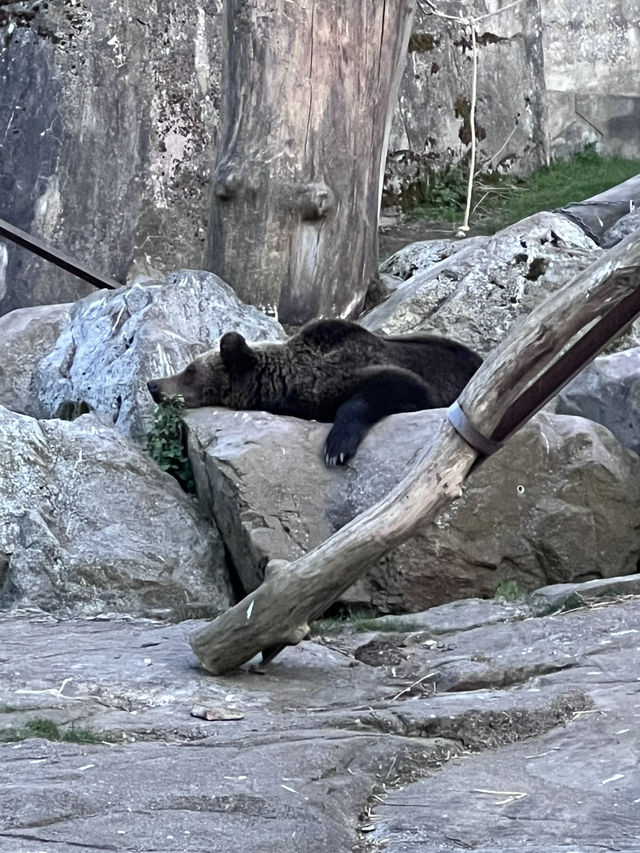 Skansen Visitor Guide – Stockholm, Sweden