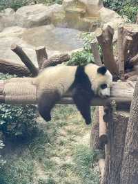 The Pandas of Chengdu!