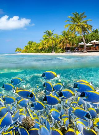 How to Choose Transportation in the Maldives? Save Your Budget Like a Pro!