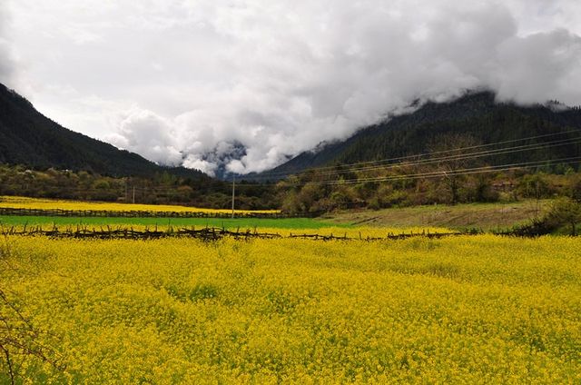 詩意嘅中國林芝站：林芝7日6夜旅行計劃