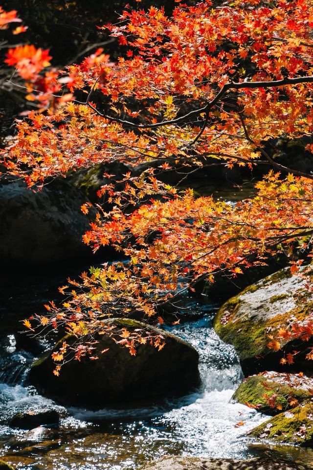 五女山秋：紅葉雲海，遼東秘境