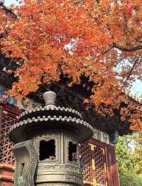 沈陽秋日私藏路線:將北國的溫柔融入旅途