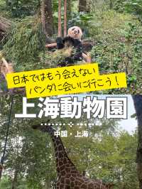【上海動物園】パンダに会える動物園🐼