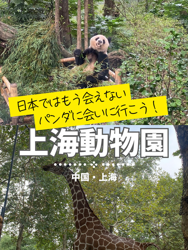 【上海動物園】パンダに会える動物園🐼