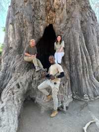 Incredible Safari and St Judes Experience
