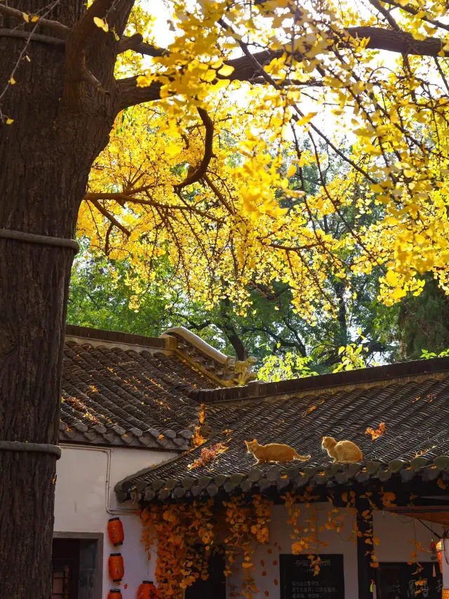 The best things in Yangzhou are all free!! (Address attached