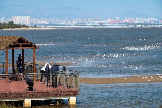 秦皇島最佳觀鳥季開啟