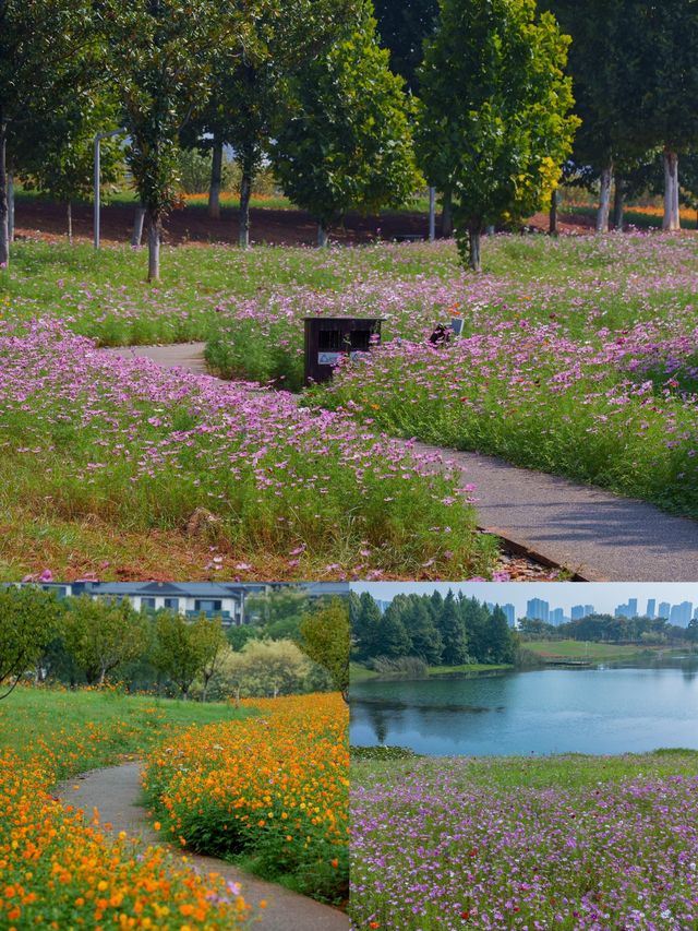 長沙秋日限定10月不能錯過的莫奈花園! 長沙秋日限定10月不能錯過的莫奈花園!