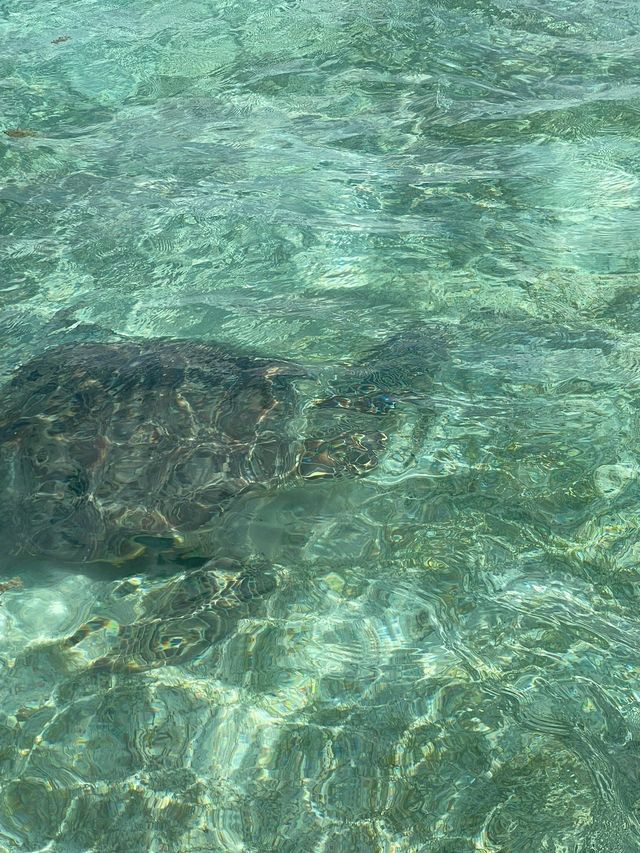 A Day in Paradise: An Unforgettable Trip Experience A Day in Paradise: An Unforgettable Trip Experience