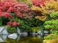 Solo in a Hidden Vancouver Gem: The Momiji Garden at Hastings Park
