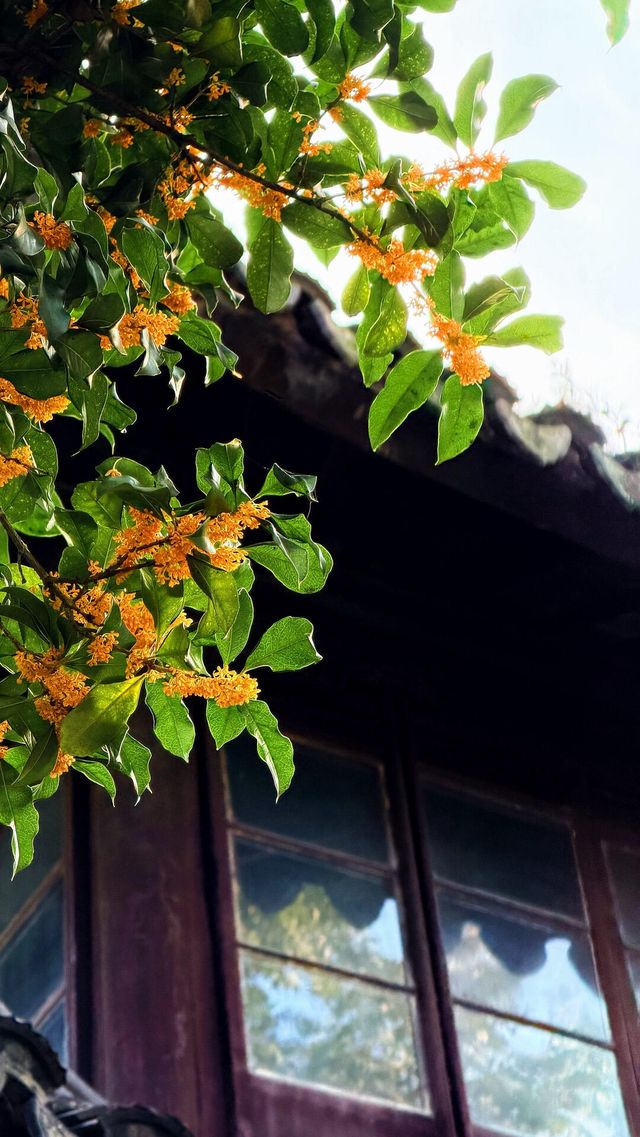 蘇州的秋天|在怡園的桂花香裡,撞見江南最溫柔的時刻 蘇州的秋天|在怡園的桂花香裡,撞見江南最溫柔的時刻