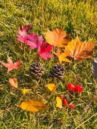 唐山人民公園賞楓攻略！市區10分鐘直達，紅葉紅成童話