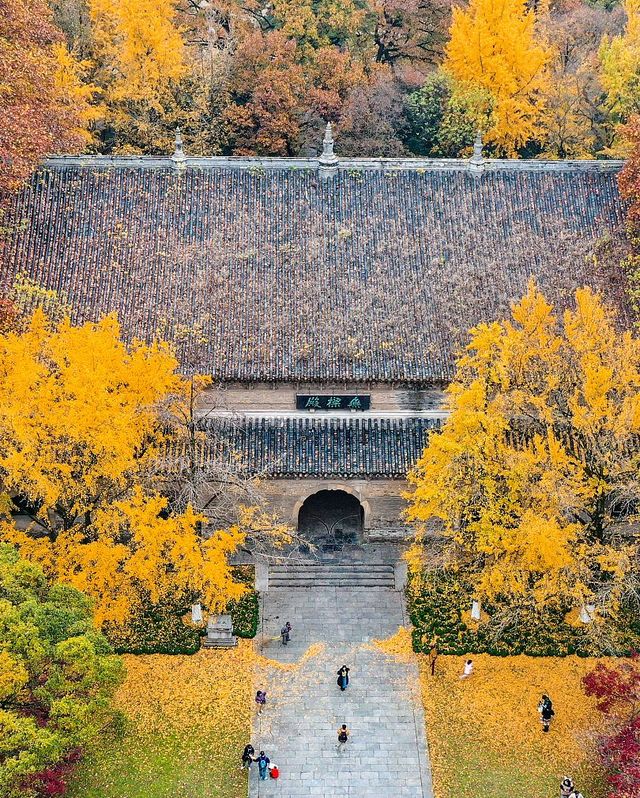 2天南京秋遊攻略 錯過等一年