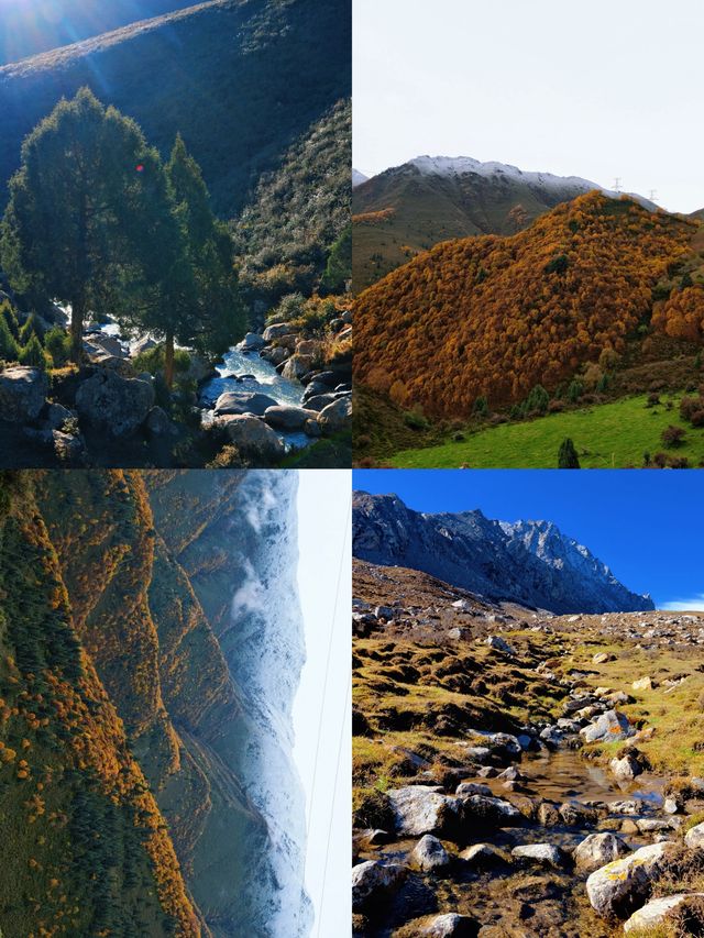 冰溝河秋色太絕了