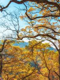 這是每年秋天我都會去一次的賞秋路線，武漢2h！