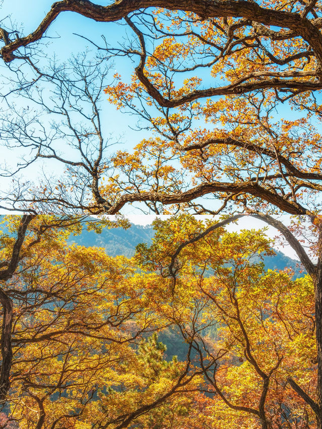 這是每年秋天我都會去一次的賞秋路線，武漢2h！
