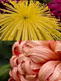 秋遊必衝鄭州-洛陽-開封寶藏之旅