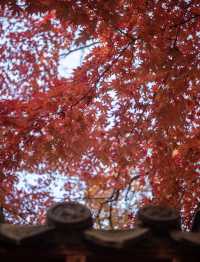 帶父母崂山賞秋輕鬆攻略：慢品山海秋韻