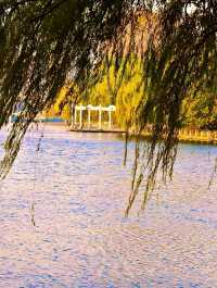 赴一場萬柳塘公園的秋日之約