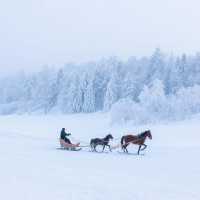 來一場說走就走的森林之旅吧