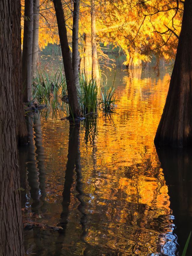這不是燕雀湖這簡直是大自然的油畫