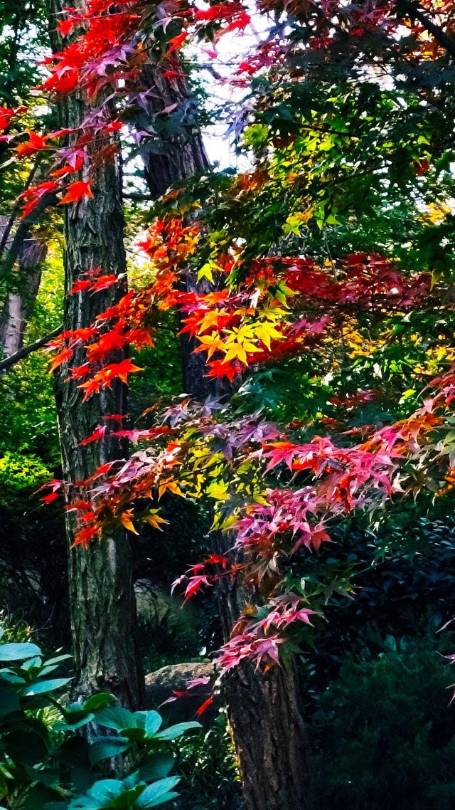 秋日青島楓葉秘境 秋日青島楓葉秘境