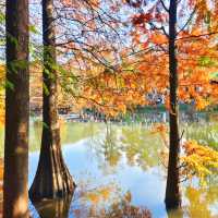 南京燕雀湖｜藏在城芯的秋日秘境，承包金陵所有溫柔