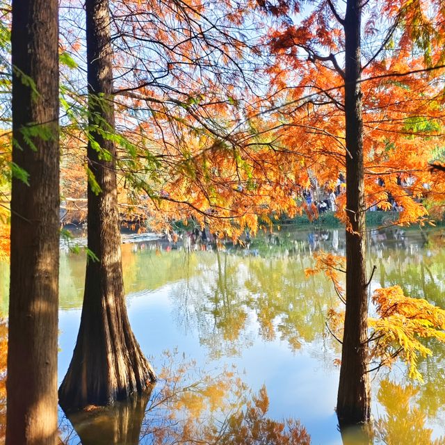 南京燕雀湖｜藏在城芯的秋日秘境，承包金陵所有溫柔