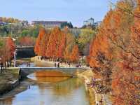 “塞納河”畔曬太陽