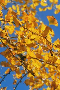 廣東賞秋好去處帽子峰林場賞銀杏攻略