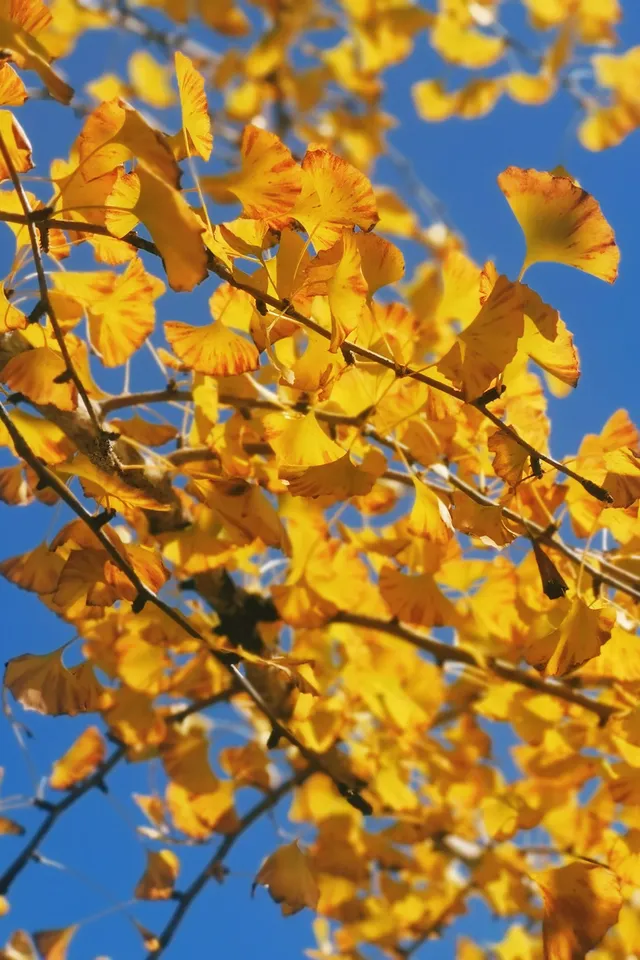 廣東賞秋好去處帽子峰林場賞銀杏攻略 廣東賞秋好去處帽子峰林場賞銀杏攻略