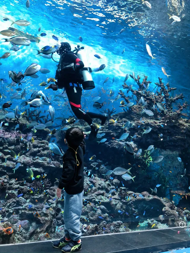 悠閒帶娃|上海海昌海洋公園不廢媽攻略 悠閒帶娃|上海海昌海洋公園不廢媽攻略