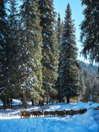 伊犁|冬天的避寒之地