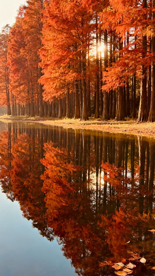 蘇州虎丘濕地公園，免費看紅杉