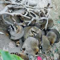 上海野生動物園免費衝！粉紅火烈鳥+大象互毆，值回折騰