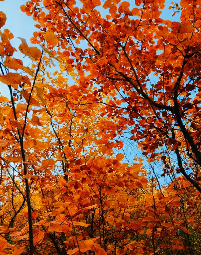 無門票!無停車費!景色絕美!不愧上過央視! 無門票!無停車費!景色絕美!不愧上過央視!