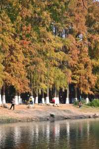 又到了武漢這個公園最美的時候