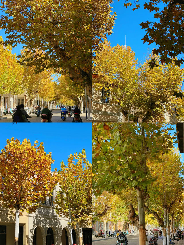 可惜你不來宜春 秋日限定打卡攻略大全