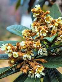 冬棲暖境,歲末安隅