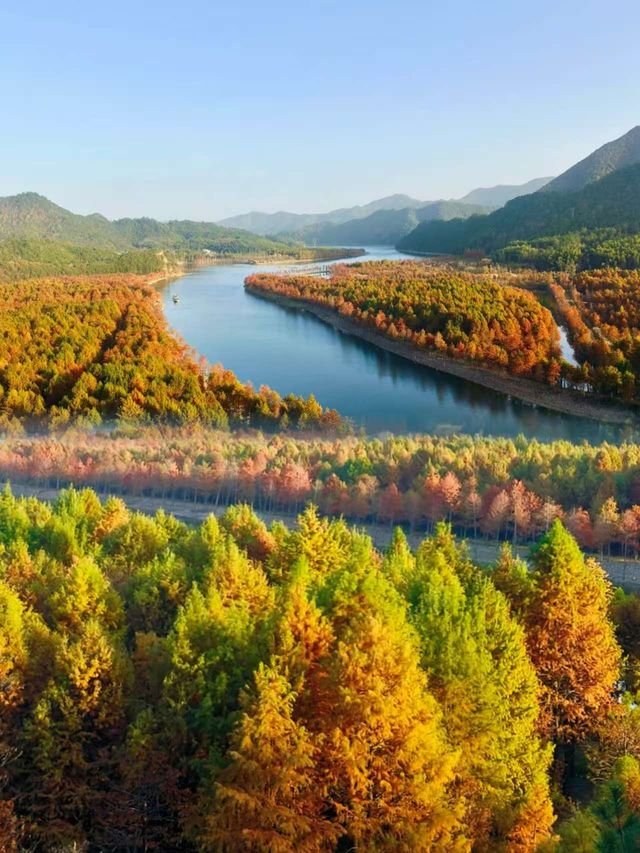 杭州1h直達!寧國方塘落羽杉林小眾賞秋全攻略 杭州1h直達!寧國方塘落羽杉林小眾賞秋全攻略