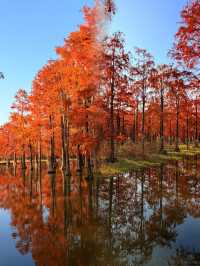 太仙了！夢幻森林，邂逅青西郊野公園的水上童話