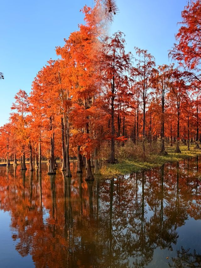 太仙了！夢幻森林，邂逅青西郊野公園的水上童話