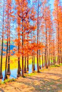 廣州周邊2h逃離城市，闖入秋日浪漫