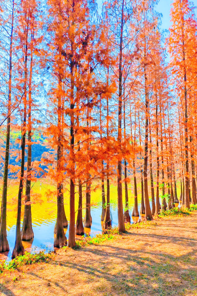 廣州周邊2h逃離城市，闖入秋日浪漫