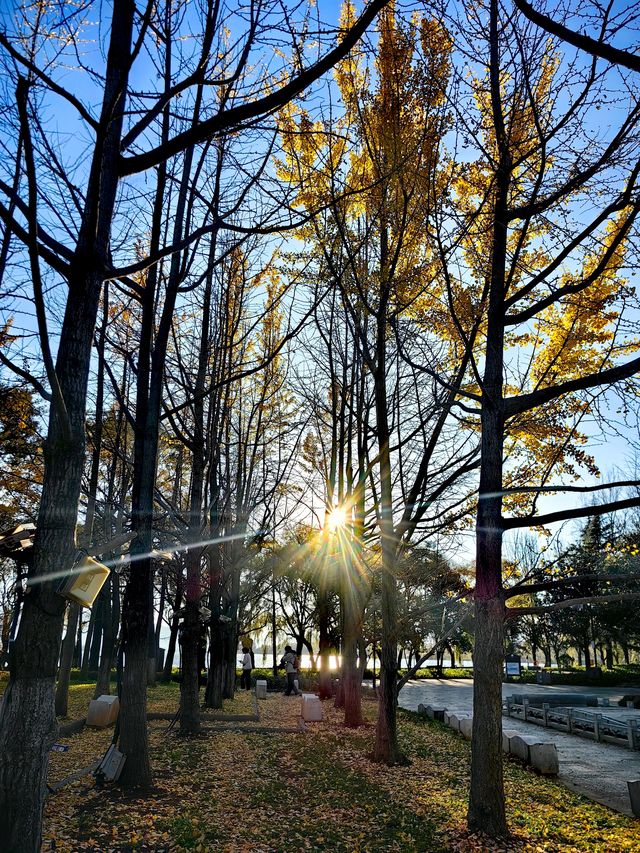 昆明大觀公園銀杏美 昆明大觀公園銀杏美