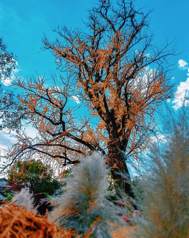 嘉興銀杏天花板|我在嘉興瘋狂收集秋天 嘉興銀杏天花板|我在嘉興瘋狂收集秋天