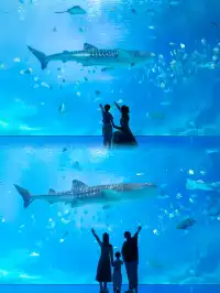 淡季的珠海長隆真的太出片啦🩵