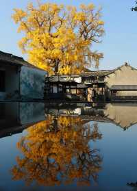 蘇州太平老街|邂逅千年銀杏的古寺禪意